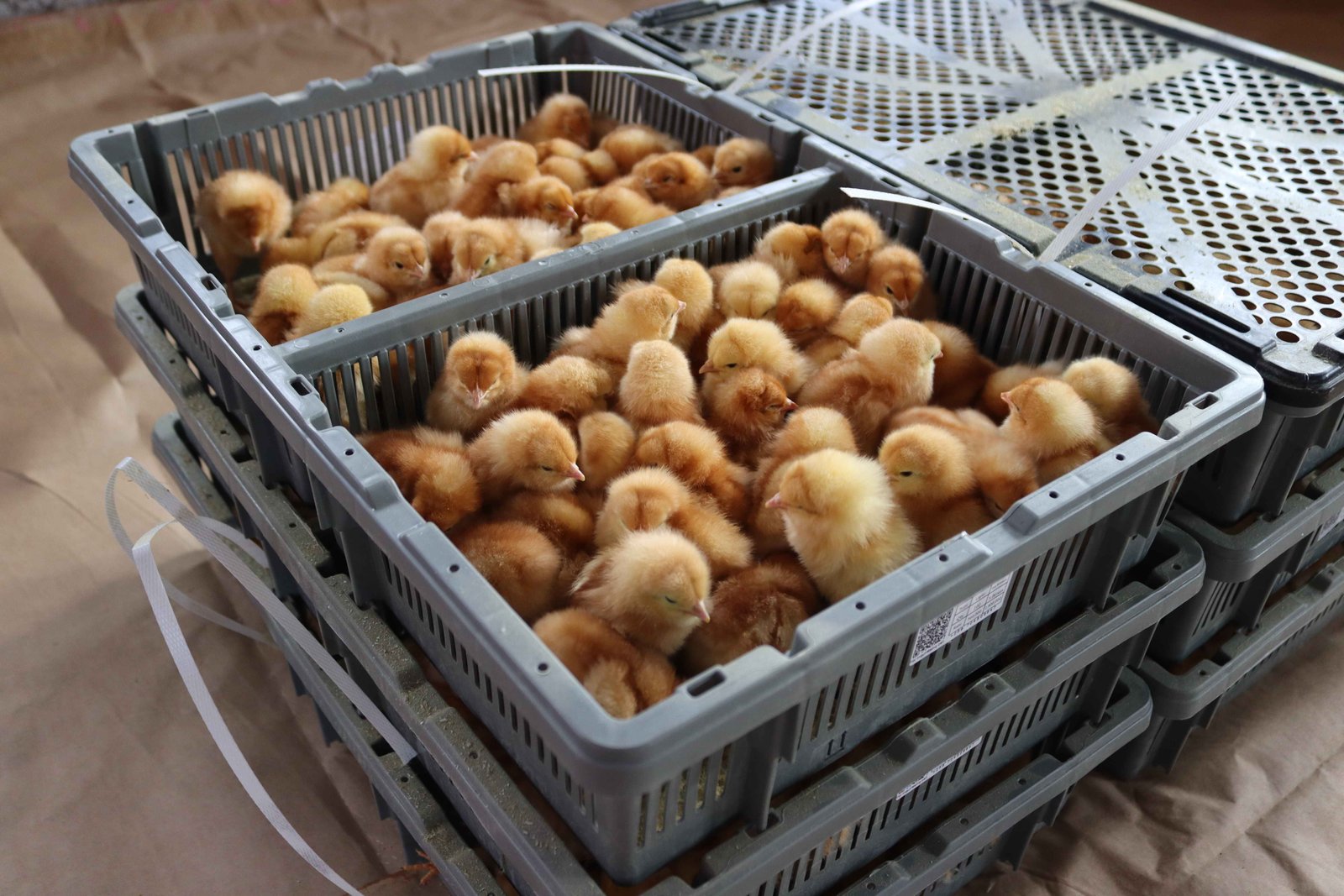 🚚 Temperature-Controlled Delivery